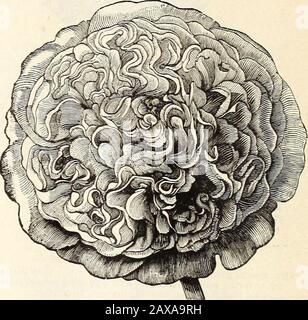 WmElliott & Sons Seedsmen: 1899. HEL.1CHRYSUM. (Äteblastungen.)Bekannt als Immerwährende Blumen oder Immortelles, und als geknöpfte Blüte werden sie fast überall für die Kirchenorhausdekoration zu Weihnachten und anderen festen und im-portigen Anlässen, auch für Winterbouquets, verwendet. Beim Schneiden der Blumen zum Trocknen für den Winter muss man sie zupfen, bevor die Blumenknospe expandiert wird, da sie sonst eine Tendenz zum Saatgut haben und einen etwas zerfransten ap-Perganz aufweisen. Die Helichrysums werden der Dürre gut standhalten, butif buschige Pflanzen sind erforderlich, es ist wünschenswert, ihnen eine großzügige Soi zu geben Stockfoto