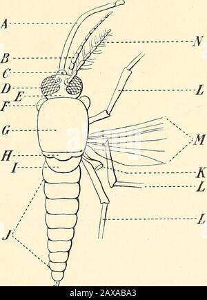 Die Malariabeschwörer, das hämoglobinurische Fieber und das Blutprotozoen des Menschen . es sei denn, es reicht weit unter die Rippengrenze, da sonst große Gefahr besteht, dass die Kapsel von der Nadel gerissen wird, die bei der Inspiration mit dem Ribsim in Kontakt kommt. Denn es ist fast unmöglich, sich bei den Schmerzen der Punktion gegen mehr oder weniger Bewegung des Organs zu schützen. Die Untersuchung der Malarialmücken. Für den Malaria-Schüler ist es wichtig, dass er die Malaria-Mücken erkennen kann, und dass er über ausreichende Kenntnisse ihrer Gewohnheiten verfügt, um sie zu hinterziehen und so Enabl zu sein Stockfoto