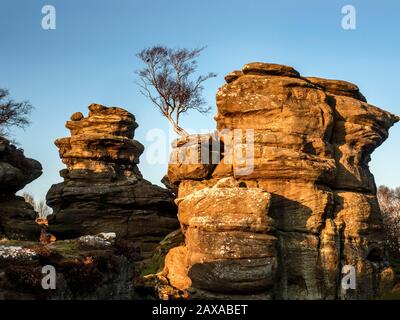 Einsamer Baum, der sich an den von der untergehenden Sonne Brimham Rocks Brimham Moor Nidderdale AONB North Yorkshire England angezündeten Felsformationen der Gristone anklammert Stockfoto