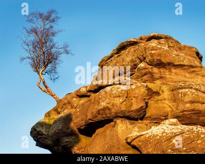 Einsamer Baum, der sich an den von der untergehenden Sonne Brimham Rocks Brimham Moor Nidderdale AONB North Yorkshire England angezündeten Felsformationen der Gristone anklammert Stockfoto