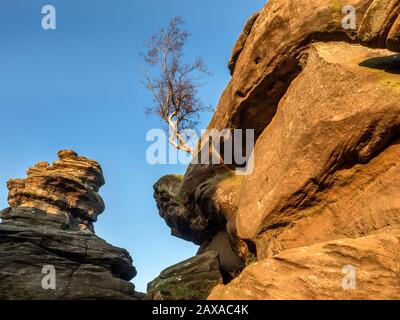 Einsamer Baum, der sich an den von der untergehenden Sonne Brimham Rocks Brimham Moor Nidderdale AONB North Yorkshire England angezündeten Felsformationen der Gristone anklammert Stockfoto