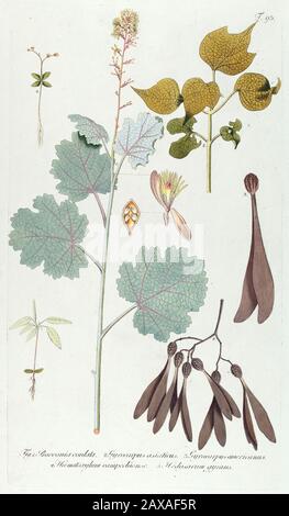 Handgemalte botanische Studie über einen Macleaya-Cordata, die fünfsaitige Pflaumenpohn syn Bocconia Cordata Blumenanatomie aus Fragmenta Botanica von Nikolau Stockfoto