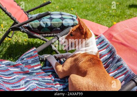 Basenji-Hund liegt in der heißen Sommersonne auf dem Liegestuhl Stockfoto