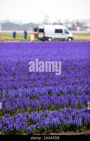 Hyazinth Peter Stuyvesant Felder in holland Stockfoto