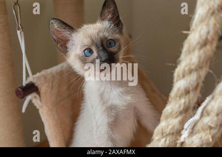 Thai- oder Wichien Maat Kätzchen spielen Jagden auf beigefarbenem weichem Kitty-Hängematte-Hintergrund. 6 Wochen alte Pürebrote Siamkatze mit blauen mandelförmigen Augen Stockfoto