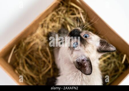 Niedliche Kätzchen verstecken sich in einem Korb. Reinrassige 2 Monate alte Siamkatze mit blauen Mandelförmigen Augen auf dem Kiste Korbhintergrund. Konzepte von Haustieren spielen hidi Stockfoto