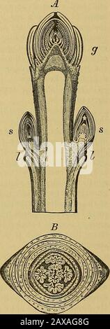 Bericht über die Forstuntersuchungen des U.SDepartment of Agriculture † 1898. Das ist die übliche Art der Knospenbildung; außerdem können aus dem jungen lebenden Holz im späteren Leben sogenannte adventiöse Knospen entstehen, die nicht mit dem Pith verbunden sind. Solche Knospen entwickeln sich beim Baumschnitt zu Sprossen aus dem Stumpf; auch solche, die das sogenannte Wasserseifröten hervorbringen. Viele Knospen, obwohl sie gebildet werden, sind jedoch nicht auf einmal entwickelt und vielleicht gar nicht, zumal der Baum älter wird; diese sterben entweder oder bleiben ruhend, oft für einen Hundr Stockfoto
