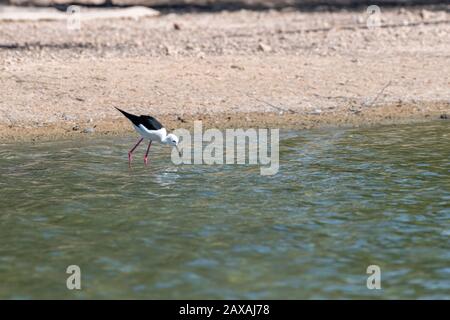 Wasservögel (Tilt Bird) in einem See auf der Suche nach Nahrung Stockfoto