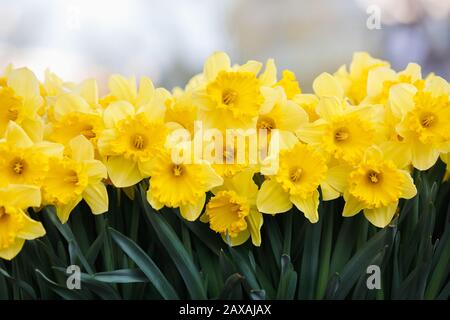 Gelbe Narzisse niederländischer Meister, der im Frühling in der Nähe der Amsterdamer Kanäle blüht Stockfoto