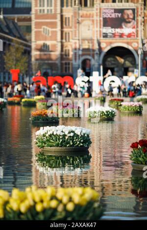 Tulpen, die vor dem Rijksmuseum und Amsterdam blühen, melden sich auf dem museumplein, Amsterdam, Holland Stockfoto