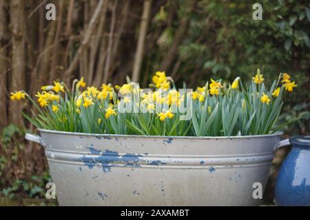 Narzisse tetete im Frühjahr eine Tete, die aufblüht Stockfoto