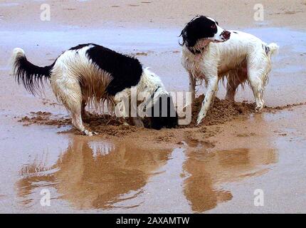 Two Dogs at IT, spielen an einem sandigen Cornish Beach Stockfoto