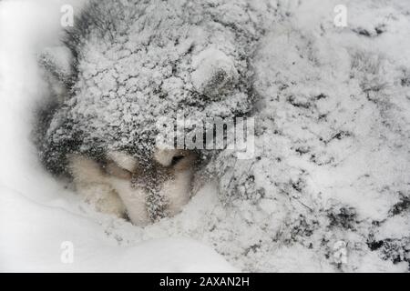 Hund schläft im Schnee begraben. Hund - Malamute (laika). Stockfoto