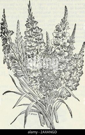 Stecklers Saatkatalog und Gartenhandbuch für die Südstaaten : 1902 . Anemonen. Hvbrid Gladiolus. Stockfoto