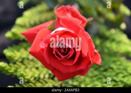 Rote Rosen: Eine rote Rose ist ein unverwechselbarer Ausdruck der Liebe. Rote Rosen vermitteln tiefe Emotionen - sei es Liebe, Sehnsucht oder Wunsch. Red Roses kann auch verwendet werden Stockfoto