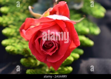 Rote Rosen: Eine rote Rose ist ein unverwechselbarer Ausdruck der Liebe. Rote Rosen vermitteln tiefe Emotionen - sei es Liebe, Sehnsucht oder Wunsch. Red Roses kann auch verwendet werden Stockfoto