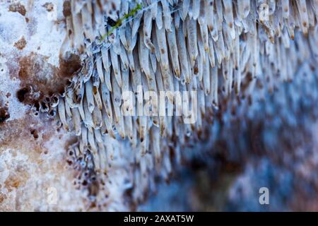 Sarcodon imbricatus, bekannt als quietschender Igel- oder Fleckenzahn. Nahaufnahme des Unterbodens eines Pilzes. Spanien Stockfoto