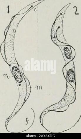 Das Journal of the Department of Agriculture, Victoria. Ilg. 14. Schwarze LEGHORN HEN LEIDEN UNTER AKUTEN SPIROCHAETOSIS. Die Form eines Spirillums (l^ig. 15).und wird mittels der Zecke von Vogel auf Vogeltier übertragen; es ist Fromi/600th auf I/I,600th eines Inchlong. Die Schwierigkeit bei der Tilicatinjj;diese Krankheiten ist offensichtlich, für Solong, da die Zecke in einem Trikt bleibt, ist sie in der Lage, die Verbreitung zu halten; und da Som.e von Thetcks zu einem langen Leben fähig sind, evenohne Nahrung, sind die Tlifficulties größer. Die Zecke betraf die Inverbreitung der Krankheit in Geflügelpest, die für einen Zeitraum von•o lebensfähig ist Stockfoto