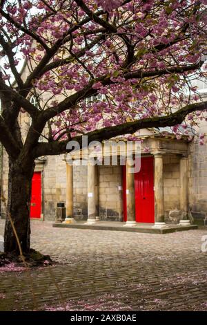 Die leuchtend rote Tür des Canongate Kirk mit einem Kirschbaum in voller Blüte im Vordergrund, Fotografiert in Edinburgh, Schottland im Springtime Stockfoto