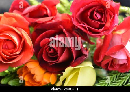 Rote Rosen: Eine rote Rose ist ein unverwechselbarer Ausdruck der Liebe. Rote Rosen vermitteln tiefe Emotionen - sei es Liebe, Sehnsucht oder Wunsch. Red Roses kann auch verwendet werden Stockfoto