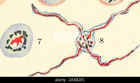 Die Malariafieber, das Hämoglobinurfieber und das Blutprotozoen des Menschen. Um 10 11 12 13 14 15 Quotidian Aestivo-herbstliches Plasmodium. 16 A ^^ "^; f^p 10 11 12 13 Tertian Aestivo-herbstal Plasmodium. •• ^ i^^^. Gruppe A &lt;0 #1 14 Stockfoto