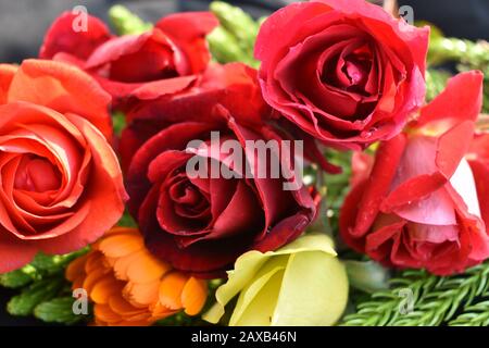 Rote Rosen: Eine rote Rose ist ein unverwechselbarer Ausdruck der Liebe. Rote Rosen vermitteln tiefe Emotionen - sei es Liebe, Sehnsucht oder Wunsch. Red Roses kann auch verwendet werden Stockfoto