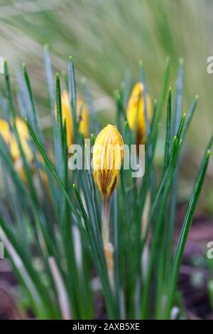 Crocus 'Orange Monarch' im Garten. Stockfoto