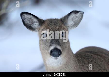 Hirsch Stockfoto