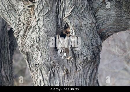 Eastern Screech Owl in Hole in Tree Stockfoto