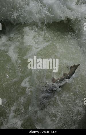 Lachs springt auf Fischleiter Stockfoto