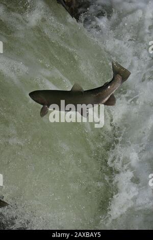 Lachs springt auf Fischleiter Stockfoto