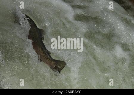 Lachs springt auf Fischleiter Stockfoto