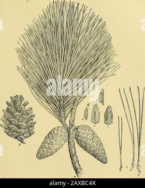 Bericht über die Forstuntersuchungen des U.SDepartment of Agriculture † 1898. Shortleaf Pine ipinus echinatai, waldbewachsene Exemplare in Missouri. 9-6i6/Mi7,i3, CW Shortleaf Pine (Pinus echinata mui.)Kegel, Samen und Blätter. Stockfoto