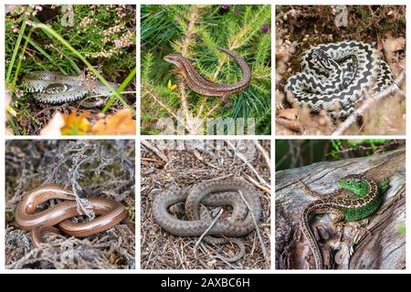 Zusammengesetztes Bild der sechs britischen Reptilienarten (britische Reptilien) in ihrem natürlichen Lebensraum Stockfoto