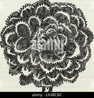 Stecklers Saatkatalog und Gartenhandbuch für die Südstaaten : 1902 . Dianthus Picotee. Dianthus Ileddewiggii. Unser Schweinestall ist das beste Blut, das in Amerika und England erhältlich ist. Stockfoto