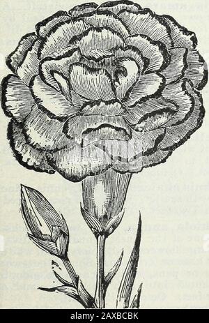 Stecklers Saatkatalog und Gartenhandbuch für die Südstaaten : 1902 . Ccntaurea Suavoleus. Frühwarz Doppelkarnation Pink - Purple Globe Amaranth.. Stockfoto