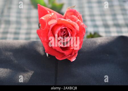 Rote Rosen: Eine rote Rose ist ein unverwechselbarer Ausdruck der Liebe. Rote Rosen vermitteln tiefe Emotionen - sei es Liebe, Sehnsucht oder Wunsch. Red Roses kann auch verwendet werden Stockfoto