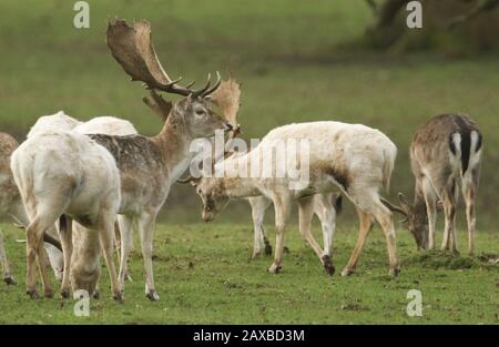 Eine Herde prächtiger Bock Falle-Deer, Dama Dama, weidet auf einem Feld am Rande des Holzlandes. Stockfoto
