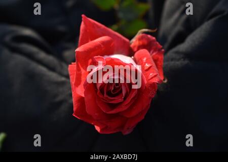 Rote Rosen: Eine rote Rose ist ein unverwechselbarer Ausdruck der Liebe. Rote Rosen vermitteln tiefe Emotionen - sei es Liebe, Sehnsucht oder Wunsch. Red Roses kann auch verwendet werden Stockfoto