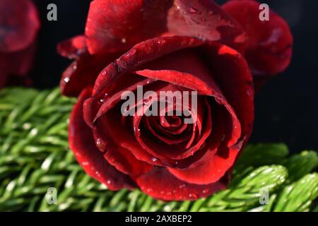 Rote Rosen: Eine rote Rose ist ein unverwechselbarer Ausdruck der Liebe. Rote Rosen vermitteln tiefe Emotionen - sei es Liebe, Sehnsucht oder Wunsch. Red Roses kann auch verwendet werden Stockfoto