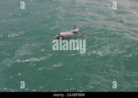 Hector's Dolphins in Akaroa Harbour, Neuseeland Stockfoto