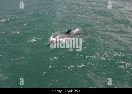 Hector's Dolphins in Akaroa Harbour, Neuseeland Stockfoto