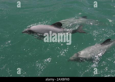 Hector's Dolphins in Akaroa Harbour, Neuseeland Stockfoto