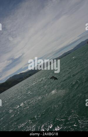 Hector's Dolphins in Akaroa Harbour, Neuseeland Stockfoto