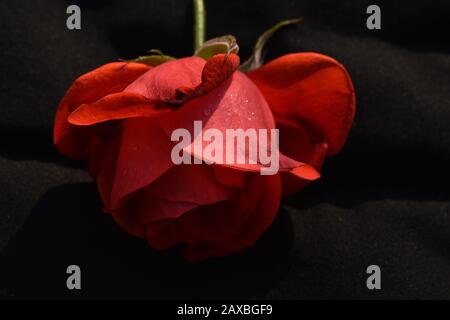 Rote Rosen: Eine rote Rose ist ein unverwechselbarer Ausdruck der Liebe. Rote Rosen vermitteln tiefe Emotionen - sei es Liebe, Sehnsucht oder Wunsch. Red Roses kann auch verwendet werden Stockfoto