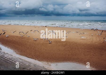 Die Herde von Seevögeln (Möwen), im Flug über einen Strand in Blackpool gegen den dramatischen bewölkten Himmel Stockfoto