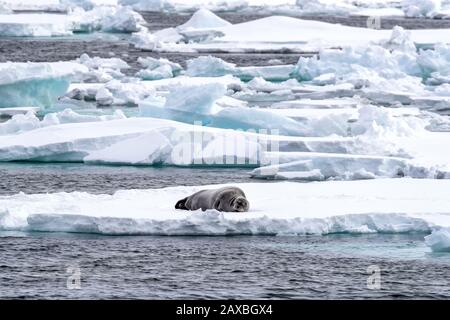 Erwachsene bärtige Robbe schläft auf einer Eisscholle in Svalbard, einer norwegischen Inselgruppe zwischen dem norwegischen Festland und dem Nordpol Stockfoto