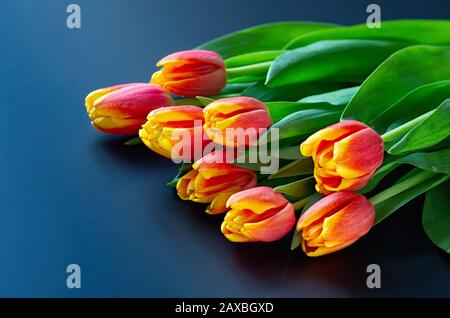 Blumenstrauß aus roten Tulpen auf dunkelblauem Hintergrund mit Leerzeichen für Text. frühlings-osterkarte. Frauentag Konzept. Nahaufnahme. Stockfoto