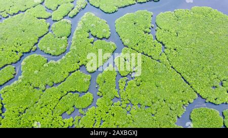 Tropischer Wald mit Mangroven, die Aussicht von oben. Mangroven und Flüssen. Tropische Landschaft in eine einsame Gegend. Stockfoto