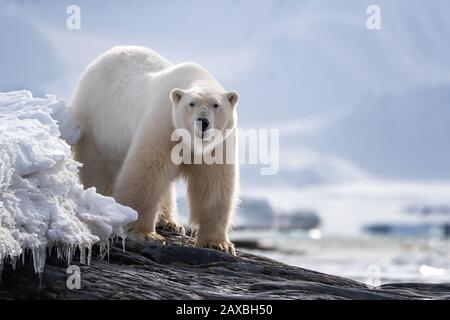 Schöner erwachsener männlicher Eisbär steht auf einem Felsvorsprung im Schnee und Eis von Spitzbergen, einer norwegischen Inselgruppe zwischen dem norwegischen Festland und dem Norden Stockfoto